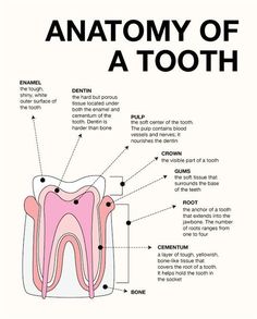 where to buy dental anatomy manual